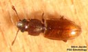 Foreign grain beetle