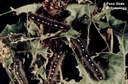Forest tent caterpillar larva on twig