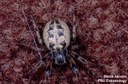 Furrow Spider