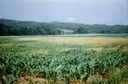 Garden symphylan (damage on corn planting)