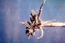 Garden symphylan (damage on corn roots)