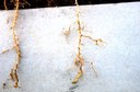 Garden symphylan (damage on soybean roots)