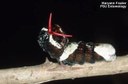 Giant swallowtail butterfly (larvae disguised as bird droppings; showing osmiteria)