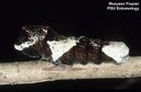 Giant swallowtail butterfly (larvae disguised as bird droppings)