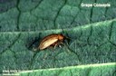 Grape colaspis (on soybean leaf)