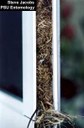 Grass-carrying wasp (nest)