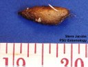 Grass-carrying wasp (pupa)