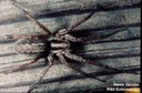Grass Spider
