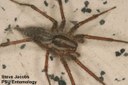 Grass Spider