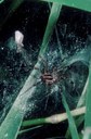 Grass Spider