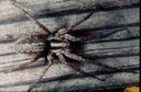 Grass Spider