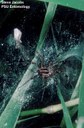 Grass Spider