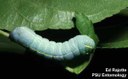 Green fruitworm (larva)