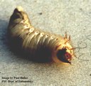 Green June beetle (grub)