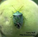 Green stink bug