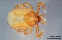 Groundhog tick (adult)