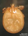 Lonestar tick (nymph)