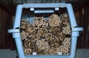 Group of nesting tubes (both sealed and unsealed) in a pet carrier
