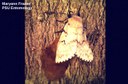 Gypsy moth (female) and eggs