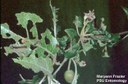 Gypsy moth (larva) on apple