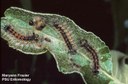 Gypsy moth (larvae) on leaf