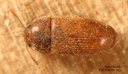 Hairy fungus beetle