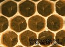 Healthy honey bee eggs laid by fertilized queen.