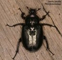 Hermit flower beetle