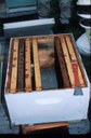 Hive preparation for bee package introduction.