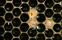 Honey bee eggs laid by workers.