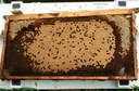 Honey bee frame with worker and drone