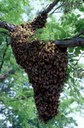 Honey bee swarm from Penn State observation hive.