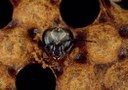 Honey bee worker emerging from cell.