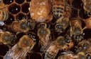 Honey bees attending queen's cell.
