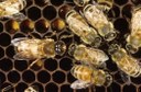 Honey Bees (drone on comb)