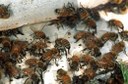 Honey bees fanning at entrance to hive.