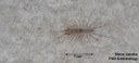House centipede