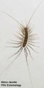 House centipede