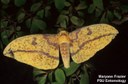 Imperial moth
