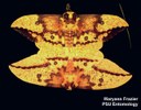 Imperial moths (mating)