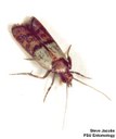 Indian meal moth