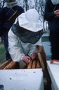 Installing queen into hive with newly introduced bees.