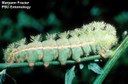 Io moth (larva)