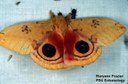 Io moth (wings open)