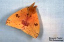 Io moth