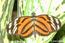 Isabella Butterfly