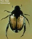 Japanese beetle (adult)