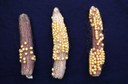 Japanese beetle (damage to corn)