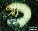 Japanese beetle (larva)