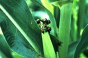 Japanese beetle (on corn)